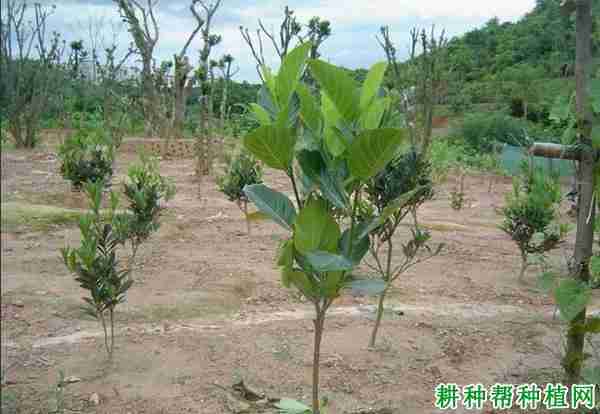 菠萝蜜幼龄树如何修剪(菠萝蜜幼龄树如何修剪)